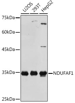 NDUFAF1 Rabbit mAb