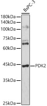 PDK2 Rabbit pAb