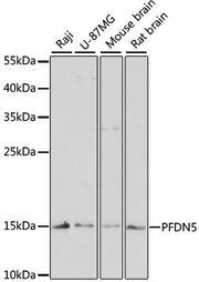 PFDN5 Rabbit pAb