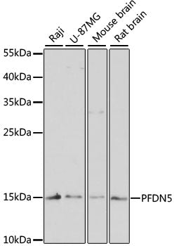 PFDN5 Rabbit pAb