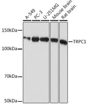 TRPC1 Rabbit mAb