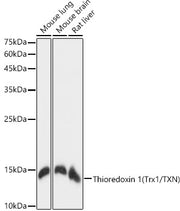 Thioredoxin 1 (Trx1/TXN) Rabbit mAb