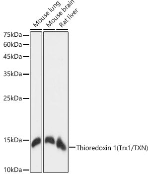 Thioredoxin 1 (Trx1/TXN) Rabbit mAb