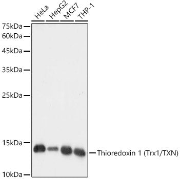 Thioredoxin 1 (Trx1/TXN) Rabbit mAb