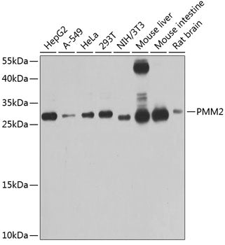 PMM2 Rabbit pAb