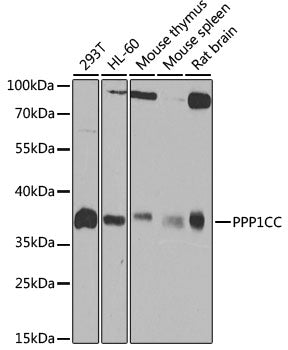 [KO Validated] PPP1CC Rabbit pAb