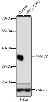 [KO Validated] PPP1CC Rabbit pAb