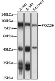 PRKCSH Rabbit pAb