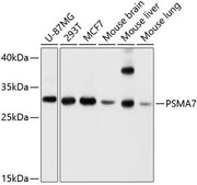 PSMA7 Rabbit pAb