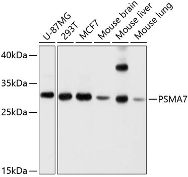 PSMA7 Rabbit pAb