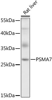 PSMA7 Rabbit pAb