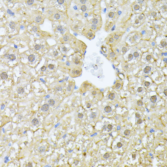 PSMA7 Rabbit pAb