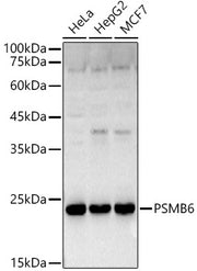 PSMB6 Rabbit pAb