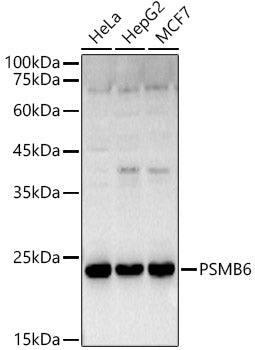 PSMB6 Rabbit pAb