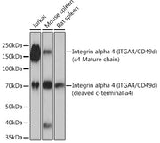 Integrin alpha 4 (ITGA4/CD49d) Rabbit mAb