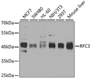 RFC3 Rabbit pAb