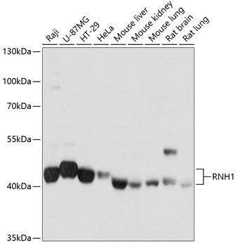 RNH1 Rabbit pAb