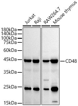 CD48 Rabbit mAb