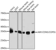 JAB1/CSN5/COPS5 Rabbit mAb