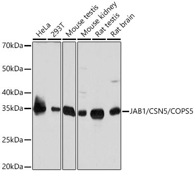JAB1/CSN5/COPS5 Rabbit mAb