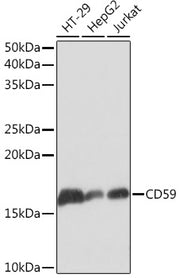 CD59 Rabbit mAb