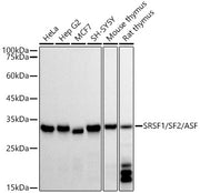 SRSF1/SF2/ASF Rabbit mAb