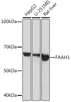 FAAH1 Rabbit mAb