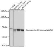 Monoamine Oxidase A (MAOA) Rabbit mAb