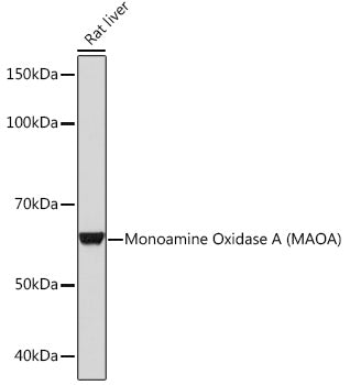 Monoamine Oxidase A (MAOA) Rabbit mAb
