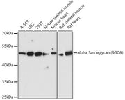 alpha Sarcoglycan (SGCA) Rabbit pAb
