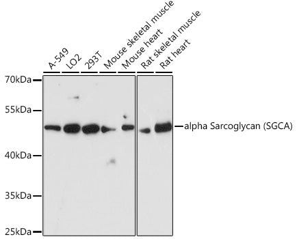 alpha Sarcoglycan (SGCA) Rabbit pAb