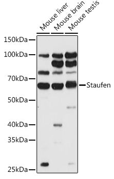 Staufen Rabbit pAb