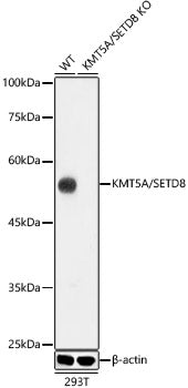 [KD Validated] KMT5A/SETD8 Rabbit mAb