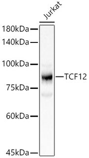 TCF12 Rabbit pAb