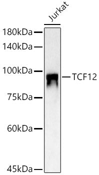 TCF12 Rabbit pAb
