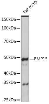 BMP15 Rabbit mAb