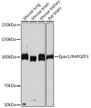 Epac1/RAPGEF3 Rabbit mAb