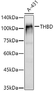 CD141/Thrombomodulin Rabbit pAb