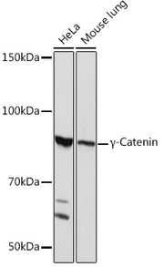 γ-Catenin Rabbit mAb