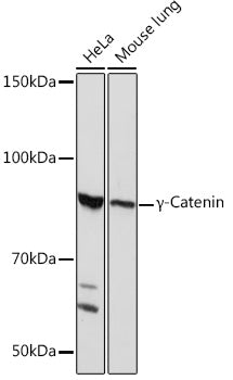 γ-Catenin Rabbit mAb