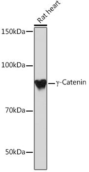 γ-Catenin Rabbit mAb