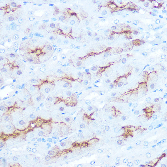CD138/Syndecan-1 Rabbit mAb