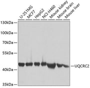UQCRC2 Rabbit pAb