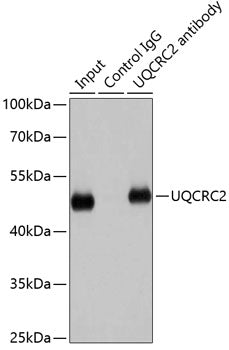 UQCRC2 Rabbit pAb