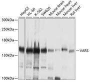 VARS Rabbit pAb