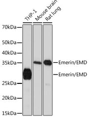 Emerin/EMD Rabbit mAb