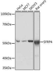 SFRP4 Rabbit mAb
