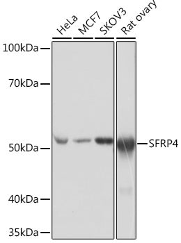 SFRP4 Rabbit mAb