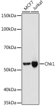 Chk1 Rabbit mAb