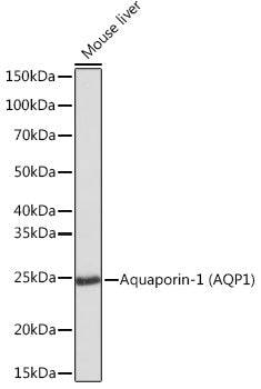 Aquaporin-1 (AQP1) Rabbit mAb